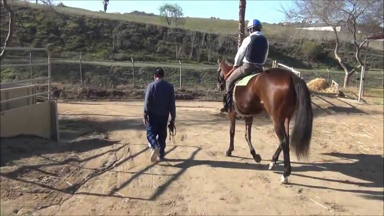 Watch horses train at San Luis Rey Downs